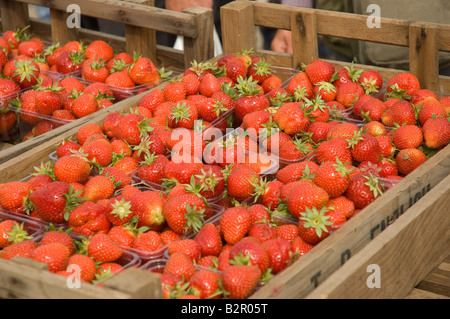 Close up of punnets punnet of fresh English strawberries close up North Yorkshire England UK United Kingdom GB Great Britain Stock Photo