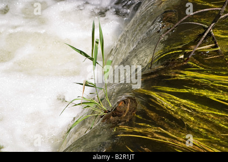 Fast shutter speed photo of water tumbling down weir Stock Photo