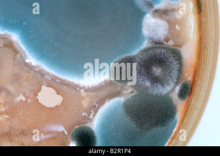 Mold growing on a cup of tea that was left for weeks Stock Photo