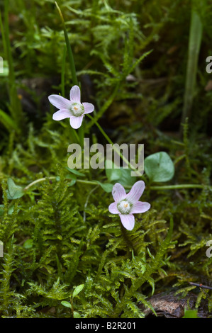 Bog Pimpernal Anagallis tenella close up of flowers Dalby Forest North York Moors National Park North Yorkshire England UK Stock Photo