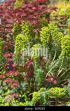 Spurge (Euphorbia characias subsp Wulfenii) flowers with maple leaves garden border Adel West Yorkshire England UK Europe May Stock Photo