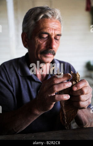 A local man hand rolling tobacco to make cigars in the tradional way in Vinales in Cuba. Stock Photo