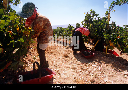 Women grape picking in vineyard, Lebanon, Middle East Stock Photo