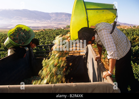 Workers pouring grapes into trailer in vineyard, Lebanon, Middle East Stock Photo