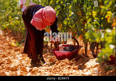 Woman grape picking in vineyard, Lebanon, Middle East Stock Photo