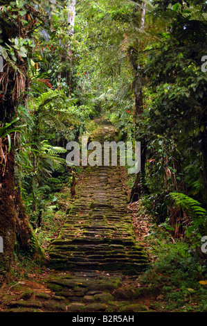 The steep stairs leading to the Ciudad Perdida (the Lost City) in Colombia Stock Photo