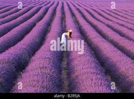 Side view of lady with hat and basket in white dress picking lavender on farm in Provence France Stock Photo