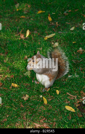 Grey squirrel eating a nut in St James Park in London Stock Photo
