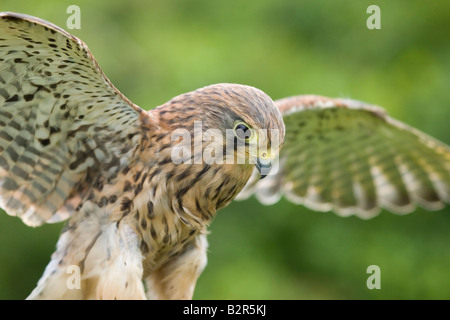 Single female kestrel [falco tinnunculus] in flight. Stock Photo