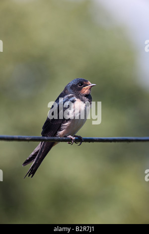 The Barn Swallow Hirundo rustica perched on wire Potton Bedfordshire Stock Photo