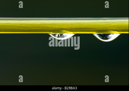 Water drops on a washing line. UK Stock Photo