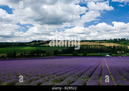 Lavender at Castle Farm near Sevenoaks in Kent England UK