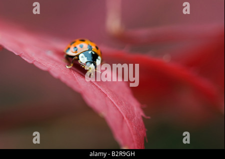 Harlequin ladybird sitting on acer leaf. UK Stock Photo