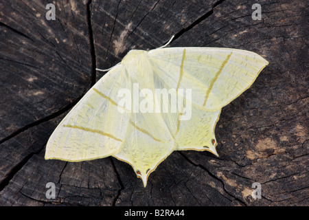 Swallow tailed moth ourapteryx sambucaria at rest on log Potton Bedfordshire Stock Photo