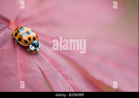 Harlequin ladybird sitting on acer leaf. UK Stock Photo