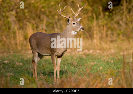White-tailed Deer Odocoileus virginiannus Burneyville Oklahoma USA Stock Photo