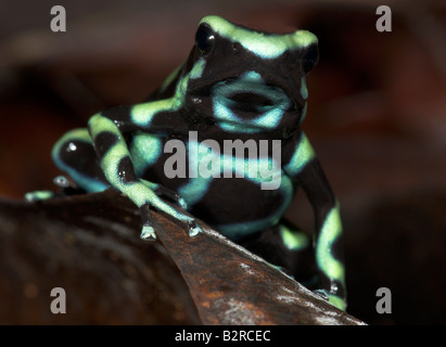 Green and black poison dart or arrow frog Dendrobates auratus Costa Rica Stock Photo