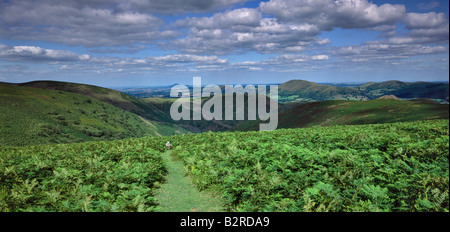 Sheep on bath in bracken, Long Mynd, overlooking Cardingmill Valley Shropshire Stock Photo