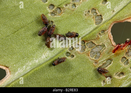 Red Lily Beetle Lilioceris lilii larvae on lily leaf Potton Bedfordshire Stock Photo