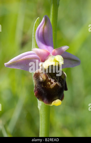 Late spider orchid Ophrys fuciflora Wye Downs United Kingdom Stock Photo