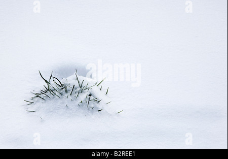 Tussock of grass peeping through freshly fallen snow Stock Photo