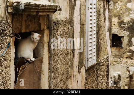 A cat sits in a doorway, Dubrovnik, Croatia Stock Photo