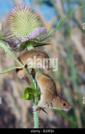 Harvest mice Micromys minutus on Teasel Potton Bedforedshire Stock Photo