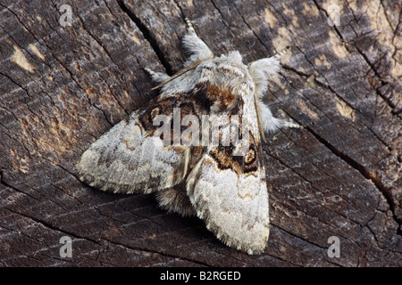 Nut-tree Tussock Colocasia coryli at rest Potton Bedfordshire Stock Photo