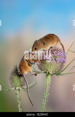 Harvest mice Micromys minutus on Teasel Potton Bedfordshire Stock Photo