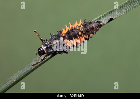 Harlequin ladybird Harmonia axyridis larvae on pine Potton Bedfordshire Stock Photo