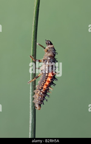 Harlequin ladybird Harmonia axyridis larvae on pine Potton Bedfordshire Stock Photo