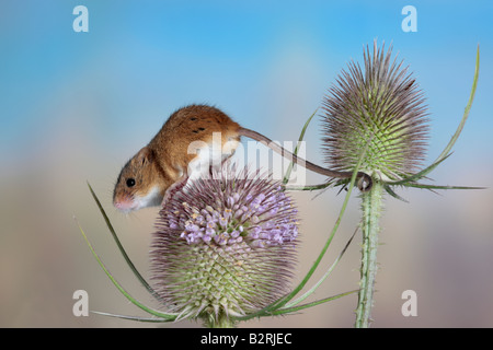 Harvest mouse Micromys minutus on Teasel Potton Bedfordshire Stock Photo