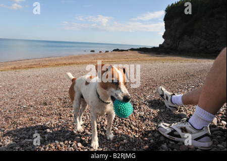 Jack Russell terrier playing on rocky beach along the Bay of Fundy Stock Photo