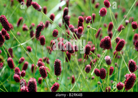 SANGUISORBA OFFICINALIS RED THUNDER Stock Photo