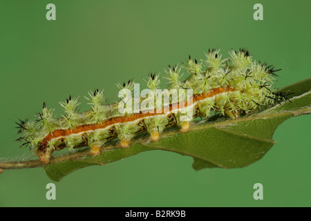Bullseye Moth Larva - Automeris io Stock Photo - Alamy