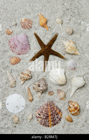 A variety of marine invertebrates collected from Sanibel Island Florida Gulf Coast Stock Photo