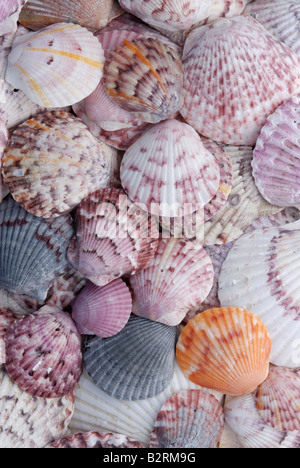 A variety of Atlantic calico scallop Argopecten gibbus shells showing tremendous polymorphism Stock Photo