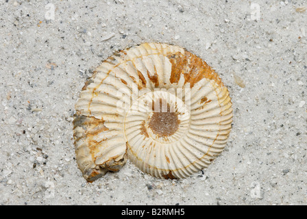External view of an ammonite fossil Perisphinctes sp from Madagascar Jurassic Period Stock Photo