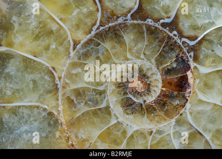 Ammonite fossil from Madagascar Cretaceous Period Stock Photo