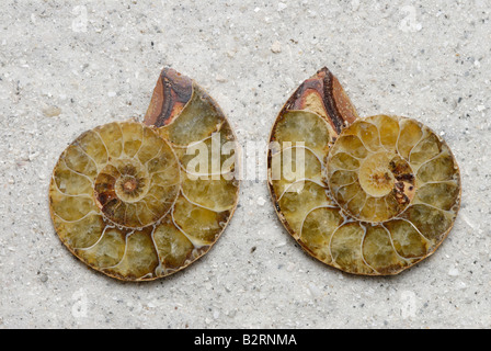Internal view of a sectioned ammonite fossil Perisphinctes sp from Madagascar Jurassic Period Stock Photo