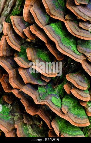 large group of mushrooms on the trunk Trichaptum biforme Stock Photo