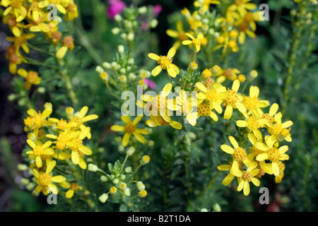 EURYOPS TYSONII Stock Photo
