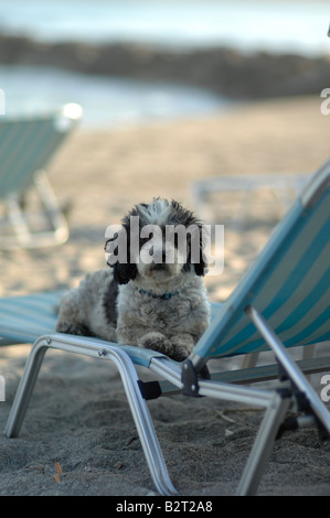 Dog on a sunbed on Agia Marina beach, Crete Stock Photo