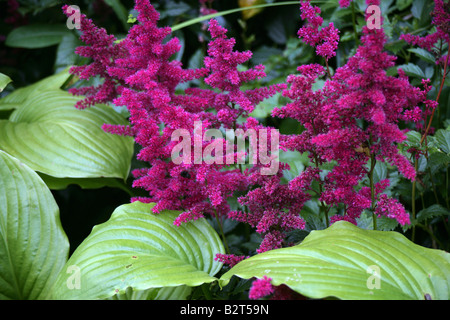 Astilbe clump forming rhizomatous perennial Stock Photo