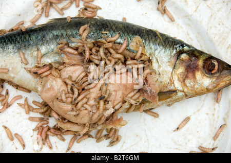 Dead fish crawling with maggots Stock Photo