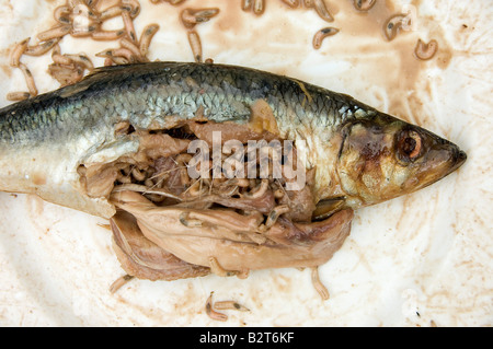 Dead fish crawling with maggots Stock Photo