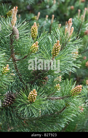 Lodgepole Pine (Pinus contorta subsp. latifolia) seed (female) and pollen (male) bearing cones Arboretum Dundee Perthshire UK Stock Photo