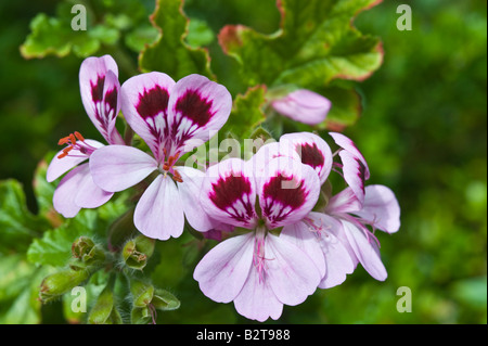 Oak-leaved geranium (Pelargonium quercifolium) flowers Conservatory Dundee Perthshire Scotland UK Europe May Stock Photo