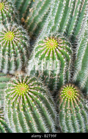 Red Torch Cactus Echinopsis huascha conservatory Dundee Perthshire Scotland UK Europe May Stock Photo