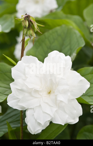 Great white trillium Trillium grandiflorum Flore Pleno flowers Branklyn Garden Perthshire Scotland UK May Stock Photo